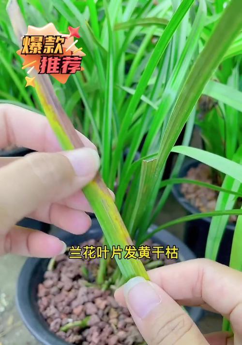 兰花老叶发黄怎么办？如何处理？