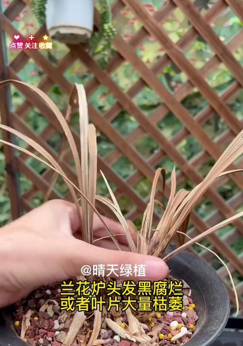 兰花老叶发黄怎么办？如何处理？
