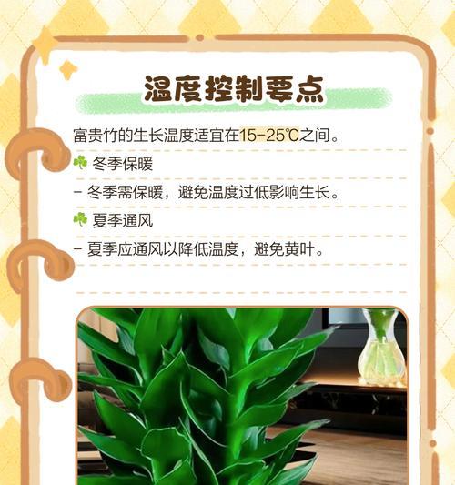 富贵竹叶子发黄的解决方法是什么？