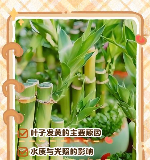 富贵竹叶子发黄的解决方法是什么？