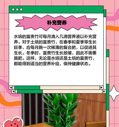 富贵竹叶子发黄的解决方法是什么？