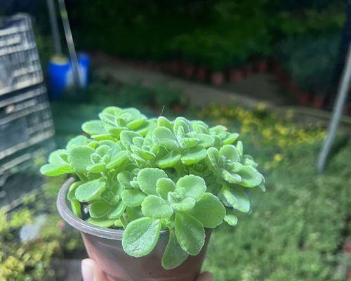 哪些室内植物具有驱蚊效果？