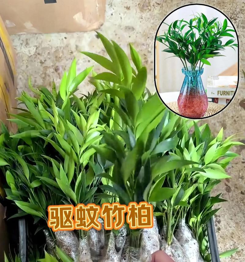 哪些室内植物具有驱蚊效果？