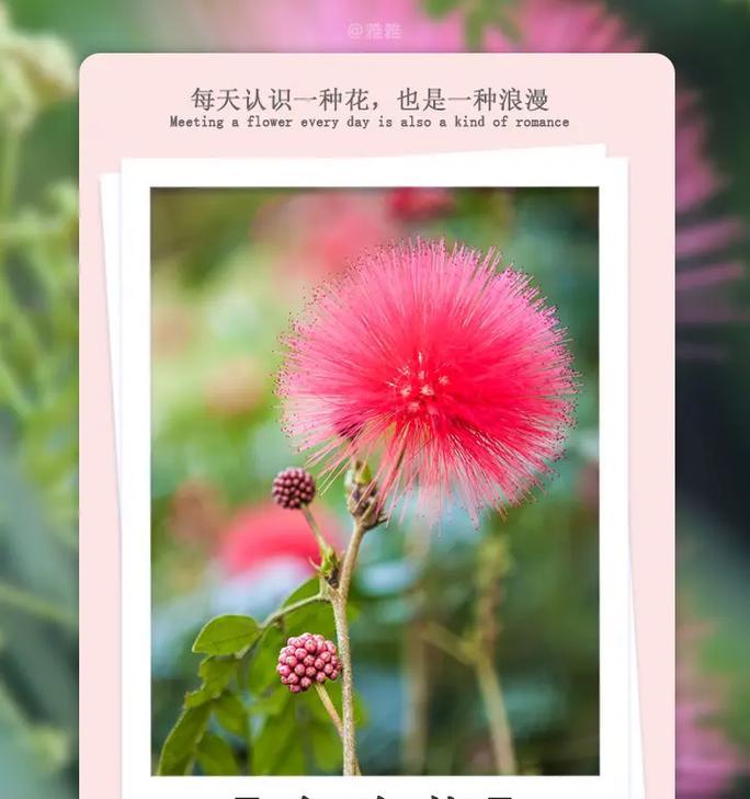榕树根块如何快速膨胀？有哪些有效的方法？