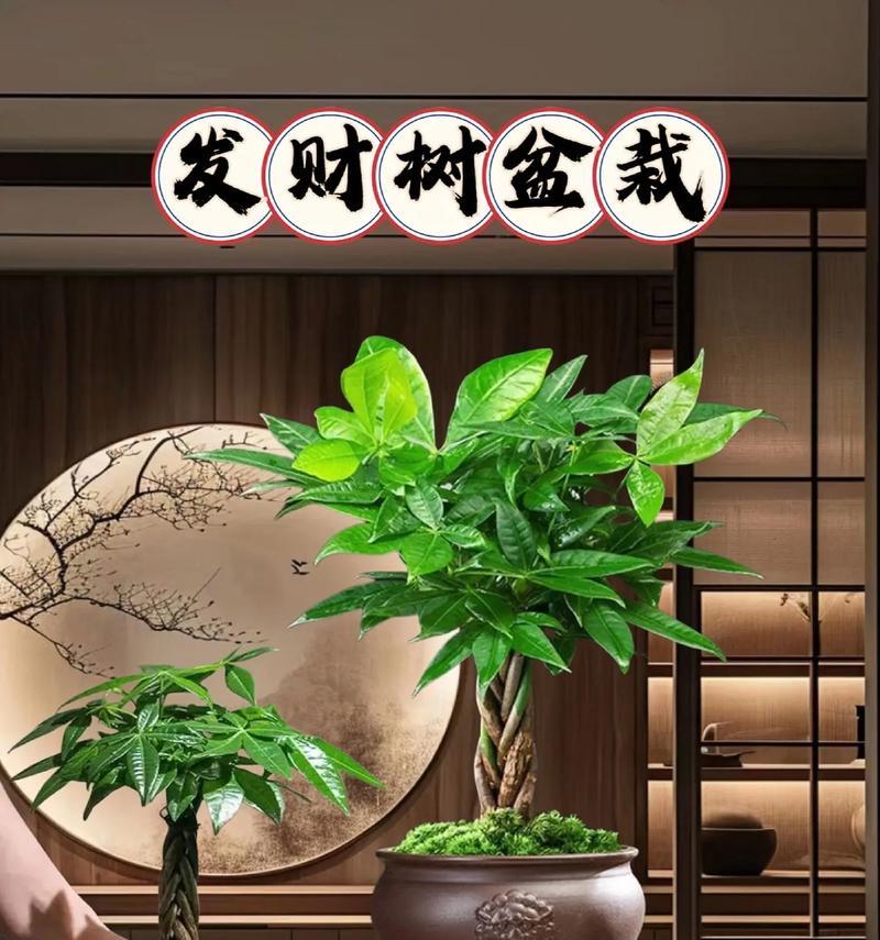 小发财树盆景养护要点是什么？