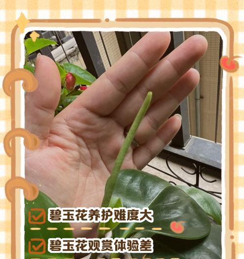 碧玉的养殖技巧有哪些？