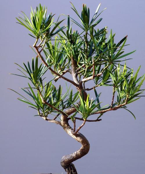 盆栽土的正确配比方法？如何配制适合不同植物的土壤？