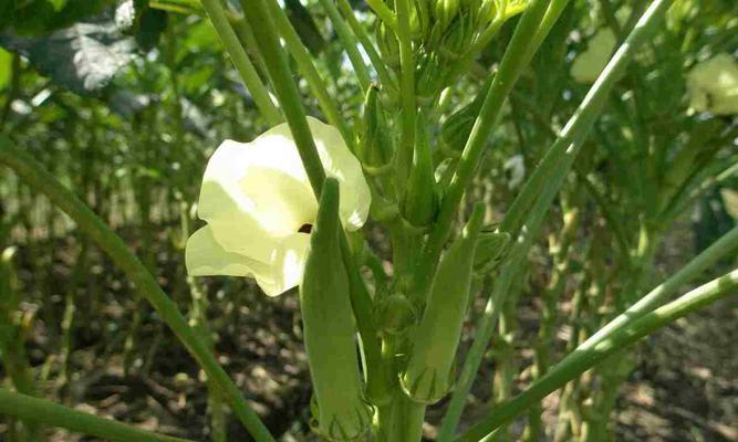 黄秋葵是什么植物？黄秋葵的营养价值和种植要点是什么？
