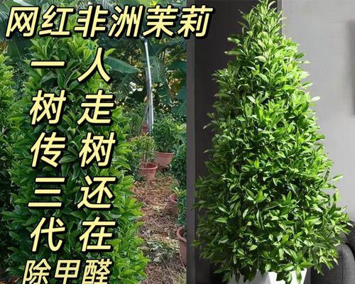吸甲醛有哪些花？哪些植物最有效？