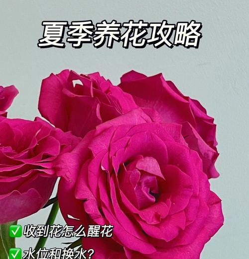 鲜花怎么养护？鲜花的正确养护方法是什么？