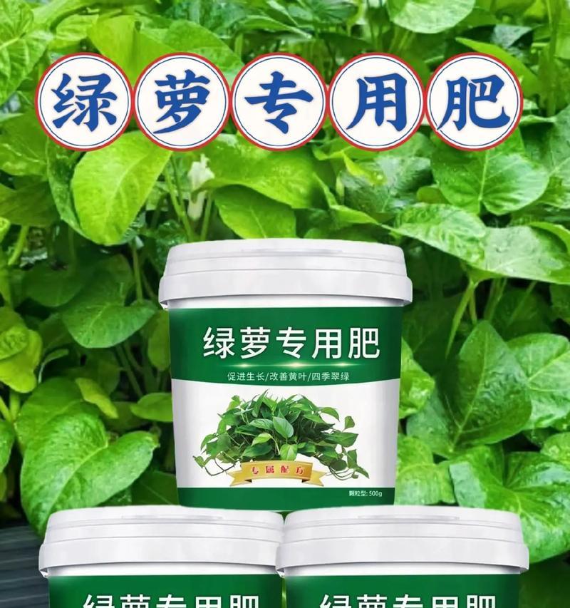 绿萝浇什么肥好？如何正确施肥？