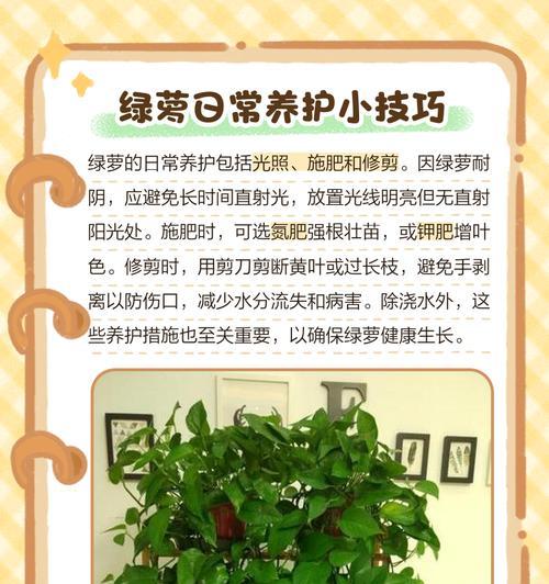 绿萝浇什么肥好？如何正确施肥？