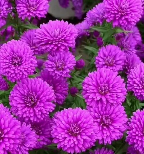 有哪些紫色的花？紫色花的种类有哪些？