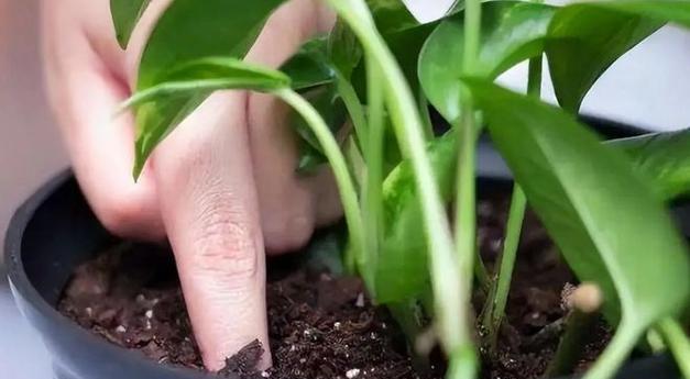 自制绿萝肥料的方法和效果如何？