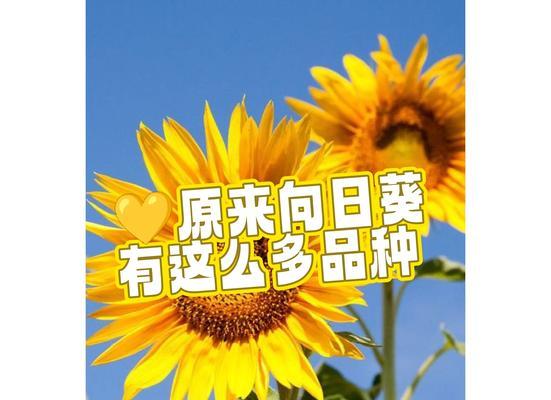 向日葵有什么用处？除了观赏还有哪些用途？