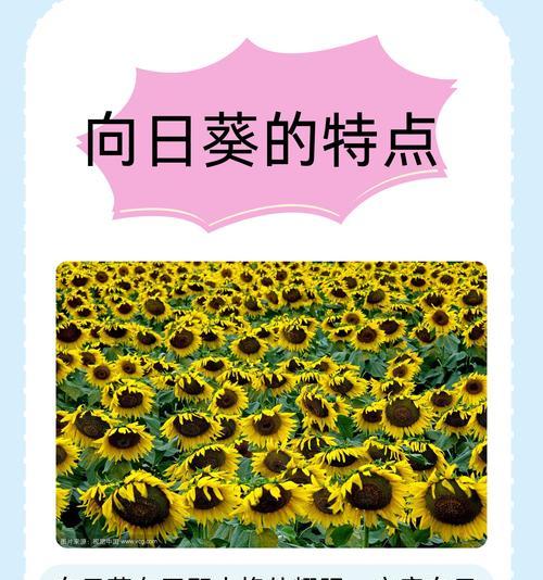 向日葵有什么用处？除了观赏还有哪些用途？