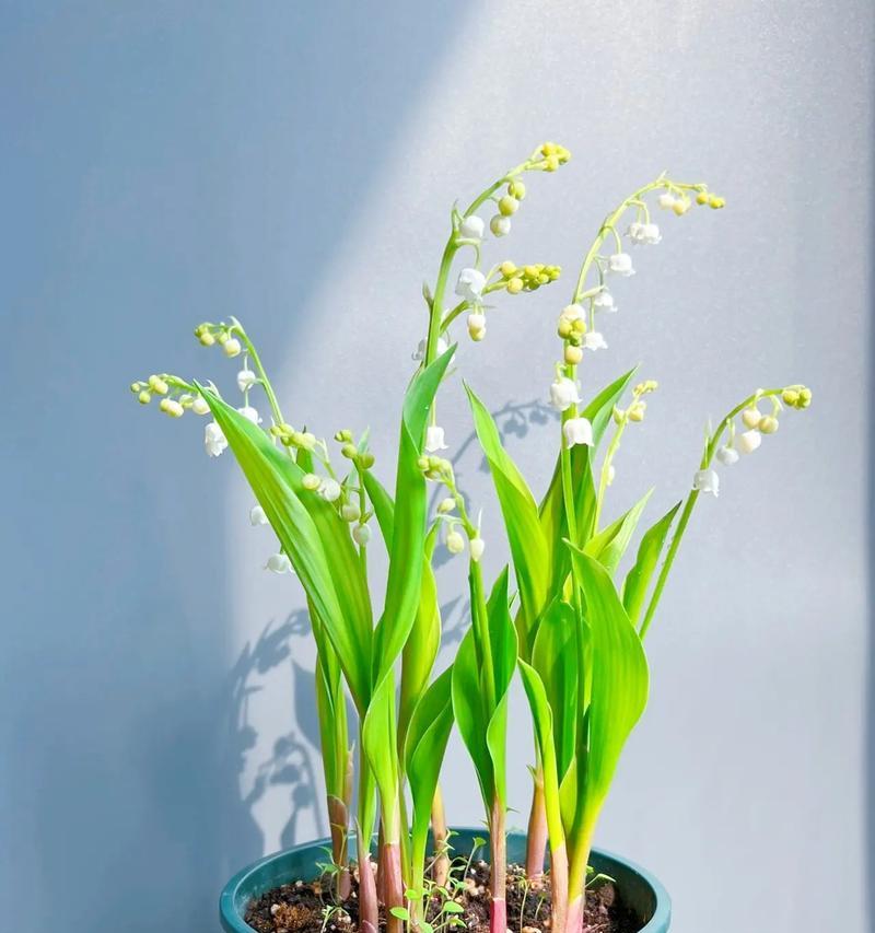 铃兰的花语和特性是什么？
