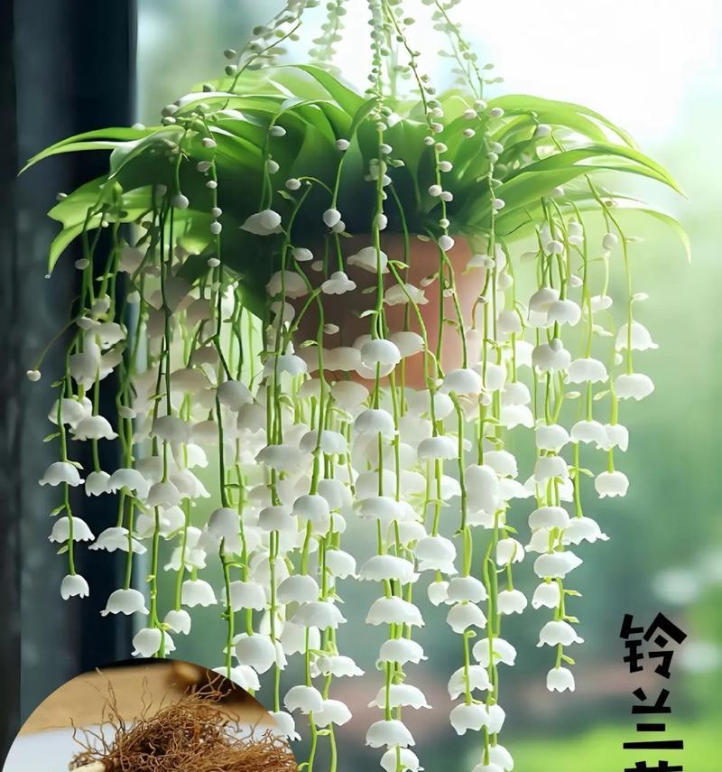 铃兰的花语和特性是什么？