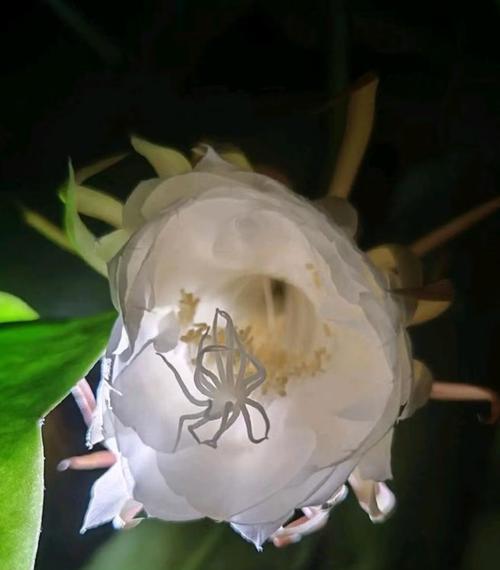 昙花开花后的处理方法是什么？