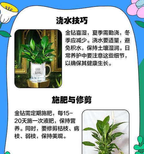 水培金钻的正确养护步骤？