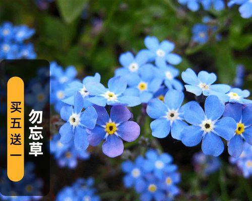 勿忘我花的养殖方法和注意事项是什么？