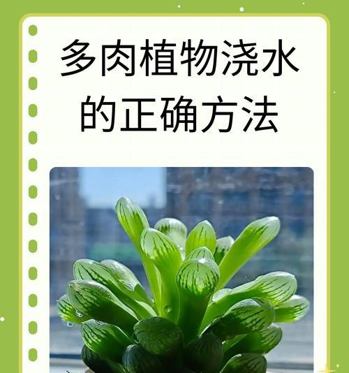 叶仙浇水技巧是什么？
