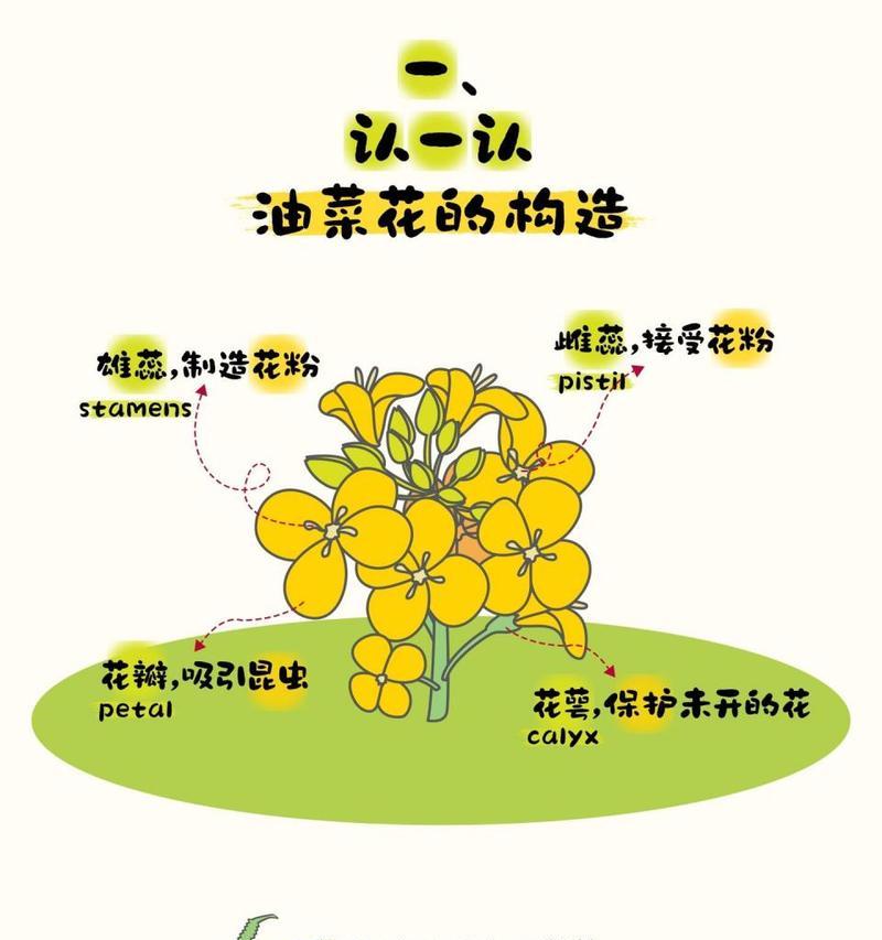 哪些花卉适合儿童养护？