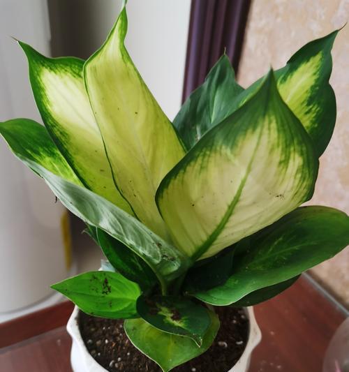 夏季植物浇水技巧？万年青的正确浇水方法是什么？