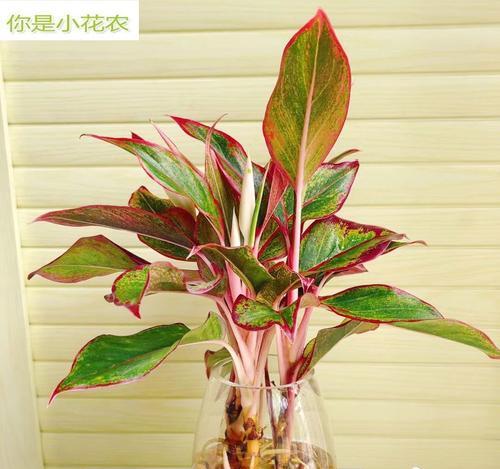 夏季植物浇水技巧？万年青的正确浇水方法是什么？