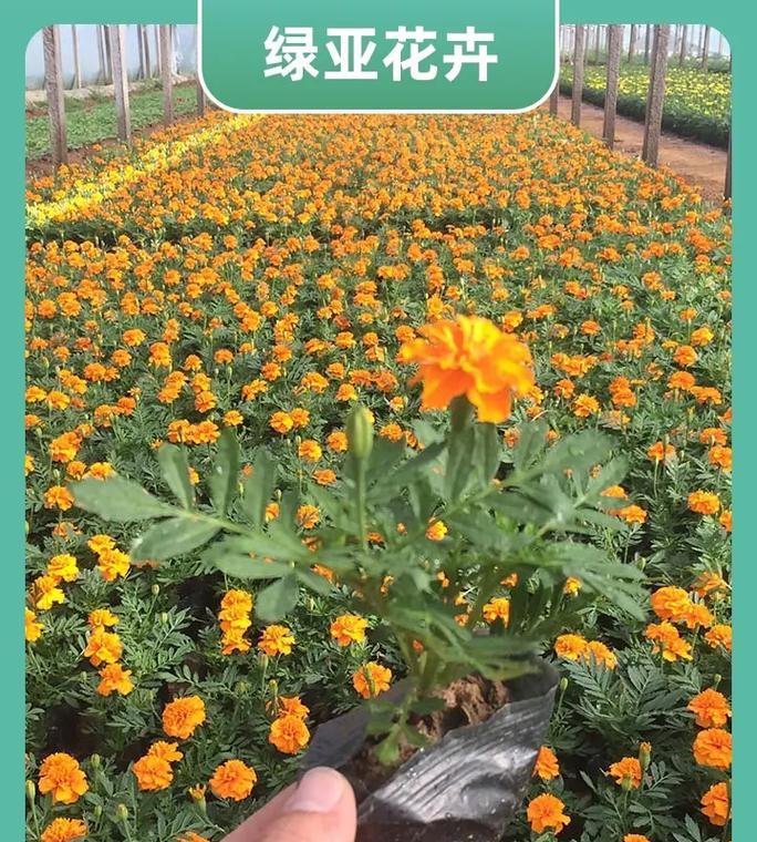 花卉苗木有哪些品种？如何选择和养护花卉苗木？