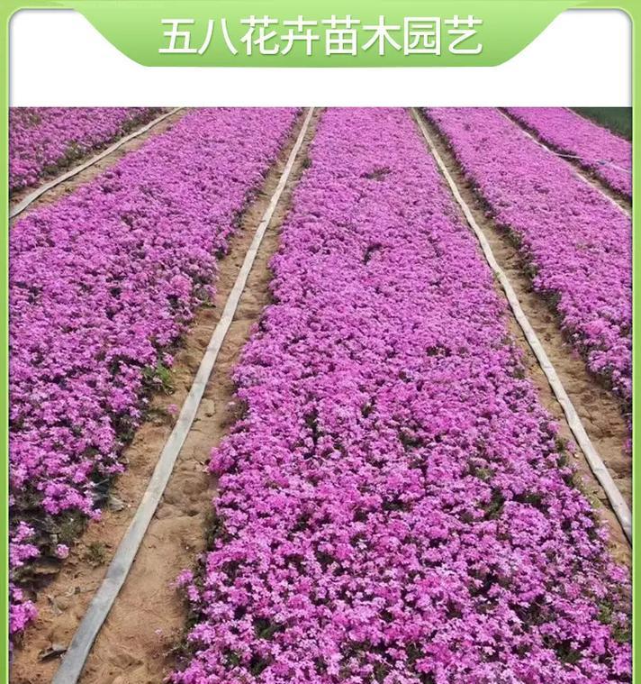 花卉苗木有哪些品种？如何选择和养护花卉苗木？