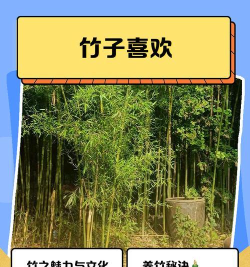 冬天竹子怎么养？冬季竹子的养护要点有哪些？