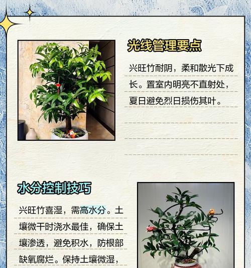 冬天竹子怎么养？冬季竹子的养护要点有哪些？