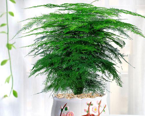 室内适合种植哪些植物？室内植物的好处是什么？