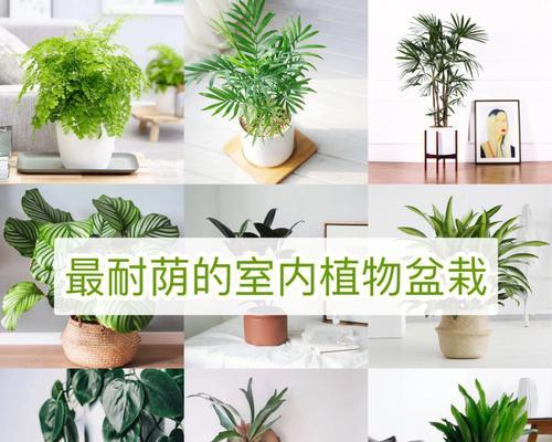室内适合种植哪些植物？室内植物的好处是什么？