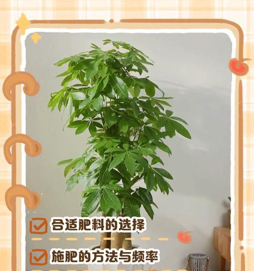 盆栽花用什么肥料好？怎样选择合适的肥料？