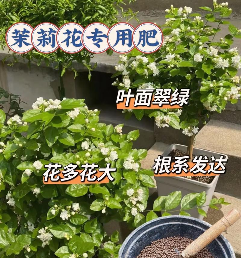 盆栽花用什么肥料好？怎样选择合适的肥料？