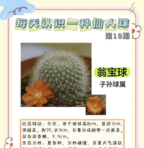 仙人球冬季防寒措施有哪些？如何确保安全过冬？