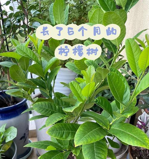 柠檬树的养殖方法有哪些？
