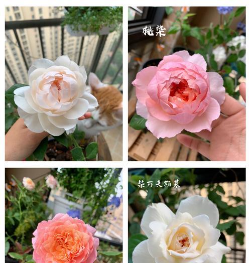阳台适合种植哪些月季品种？阳台月季品种的养护方法是什么？