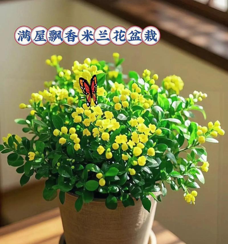 怎么养好米兰？米兰的养殖技巧和常见问题解答？