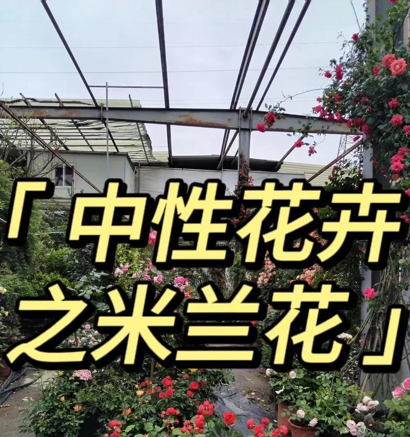 怎么养好米兰？米兰的养殖技巧和常见问题解答？