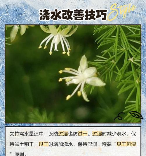 文竹叶子发黄的常见原因及解决办法？