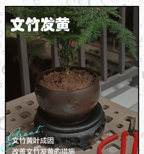 文竹叶子发黄的常见原因及解决办法？