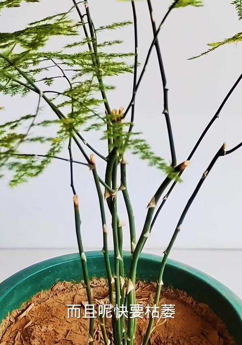 文竹叶子发黄的常见原因及解决办法？