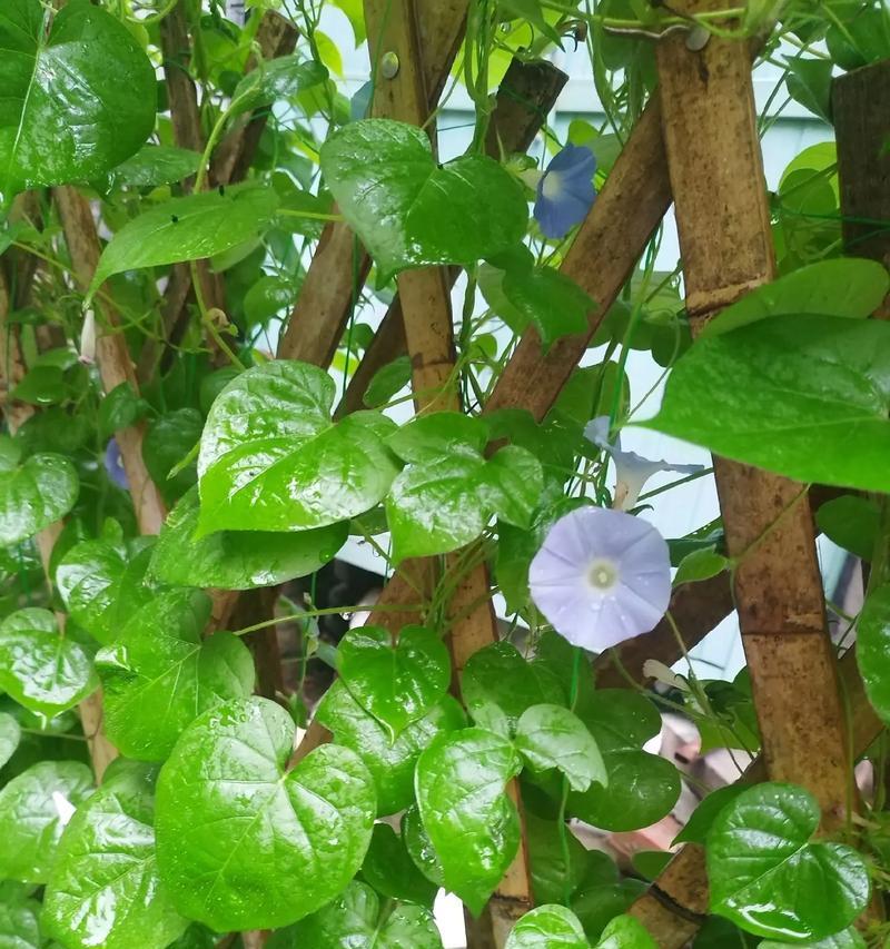 牵牛花的种植方法有哪些？怎样才能种出美丽的牵牛花？