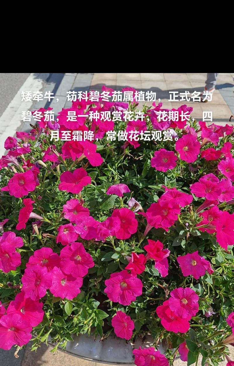 牵牛花的种植方法有哪些？怎样才能种出美丽的牵牛花？