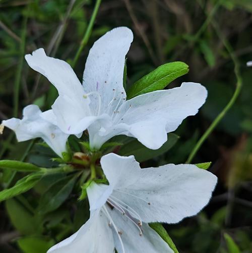 杜鹃花有哪些品种分类？如何选择适合自己的杜鹃花品种？