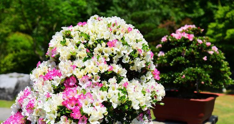杜鹃花有哪些品种分类？如何选择适合自己的杜鹃花品种？