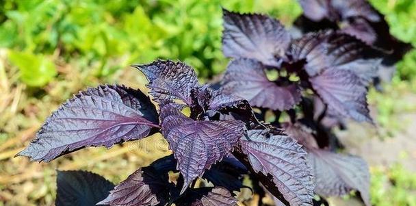 紫苏的最佳种植季节是什么时候？紫苏的生长习性如何？